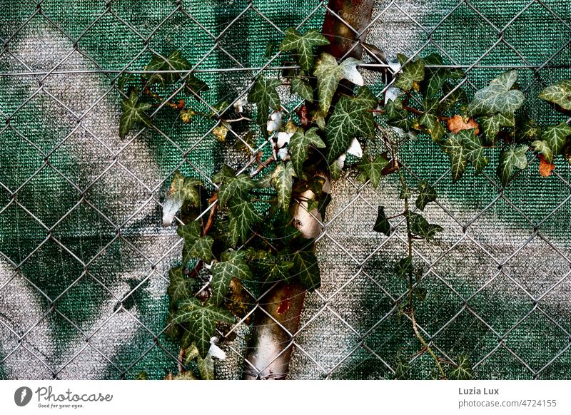Ivy on wire mesh fence, green tarp behind it Colour paint splashes Green Dark green silver Wire fence Wire netting fence sunny Sunlight
