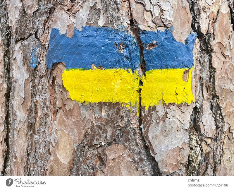 Blue|Yellow Tree bark flag Ukraine mark Lanes & trails waypoint furrows Weathered War Argument Hope Escape Colour Varnish Cry for help Solidarity