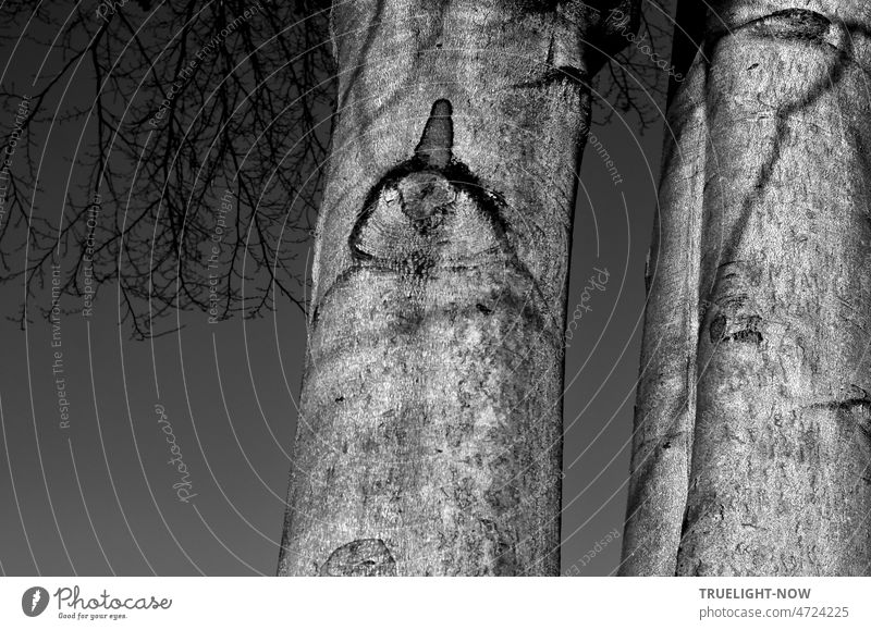 Three strong trees, gray beech trunks, one tree trunk shows a mysterious sign, who can decipher the hieroglyphics of nature? Tree trunk beech tribes detail