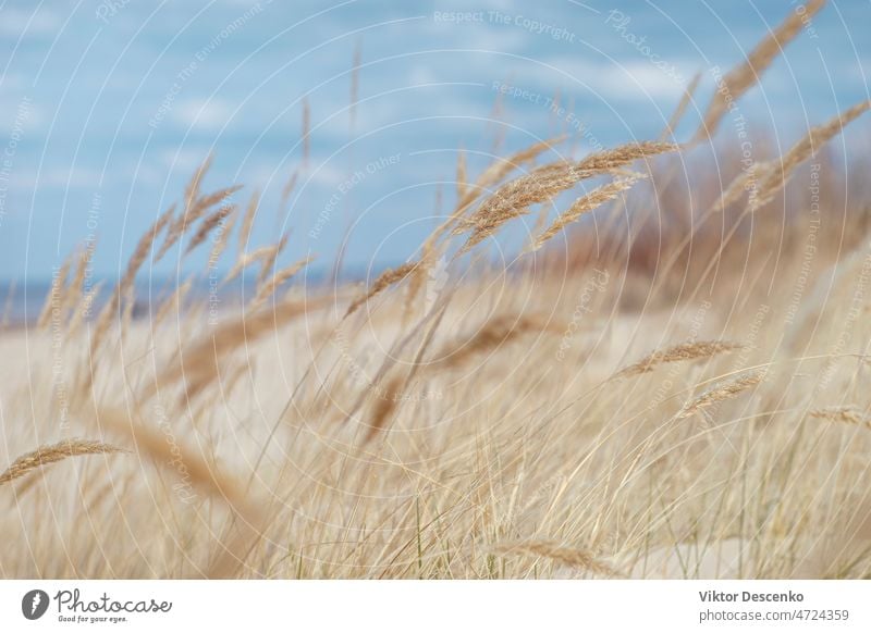 Yellow grass in the dunes of the baltic in spring winter fall europe early abstract gold weather coastline seaside coastal dunes grass beach grass clouds