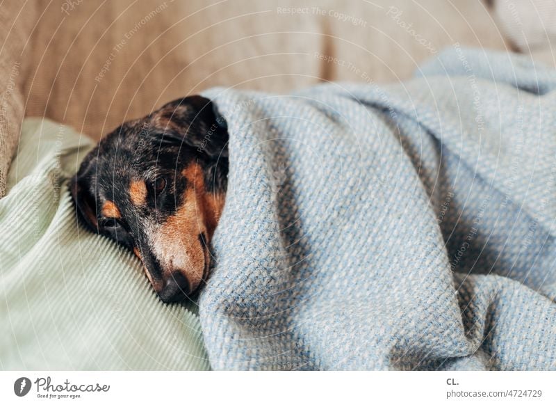 cuddly dachshund Dachshund Puppy dog look Dog Blanket Cold Cozy at home Animal Pet Cute Animal portrait Animal face Love of animals Living or residing Winter
