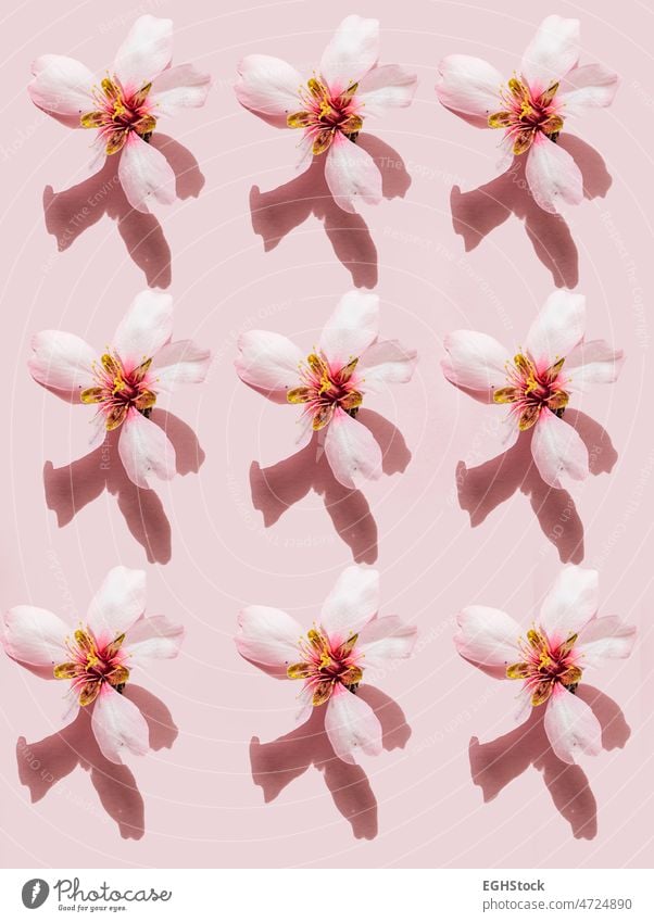 Pattern of flowers on pink background pattern copy space cherry almond blossom cherry blossom isolated no people patterns japanese blooming petal spring nature