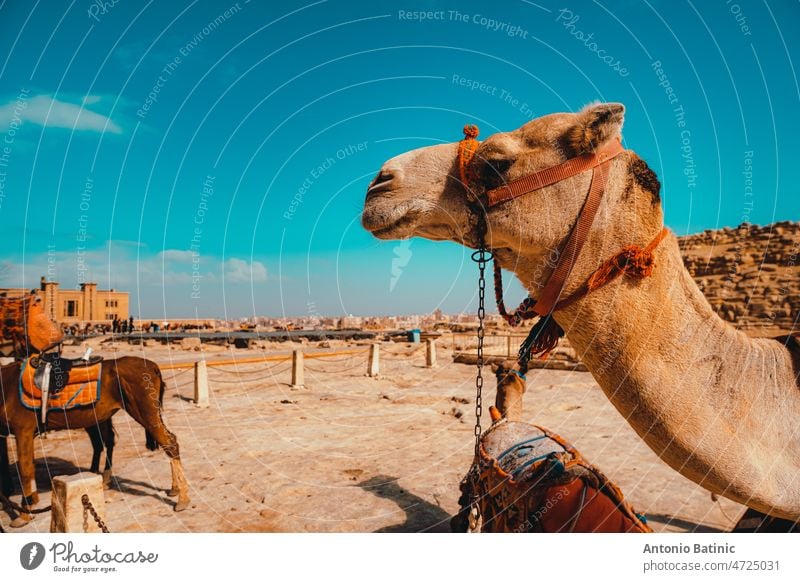 Close side view of a beautiful camel around the great pyramids of giza, sand around it pharaoh landmark sky heritage cheops clouds world nobody image heat tomb