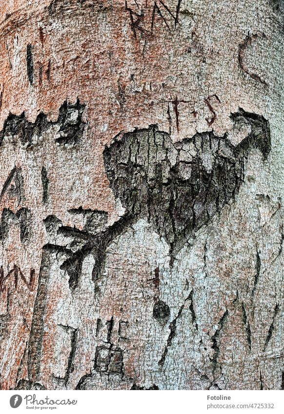 Why do people carve hearts, arrows and bush letters into tree bark? I find that kind of sad. Tree Tree bark Carve Carving Letters (alphabet) Heart Heart-shaped
