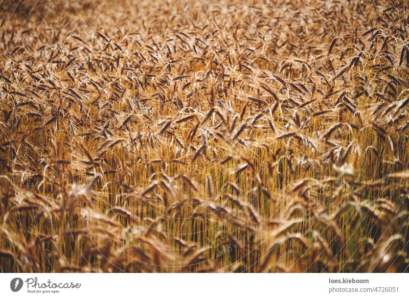 Agricultural rye or wheat field background during summer sunset back light with details on kernels and straws agriculture golden food shortage grain inflation