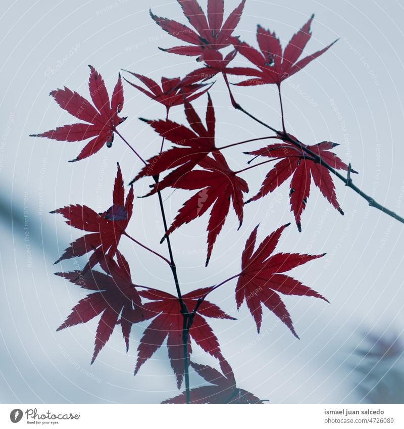 red maple leaves in autumn season leaf maple leaf red leaf red leaves nature natural foliage abstract textured outdoors background beauty fragility freshness