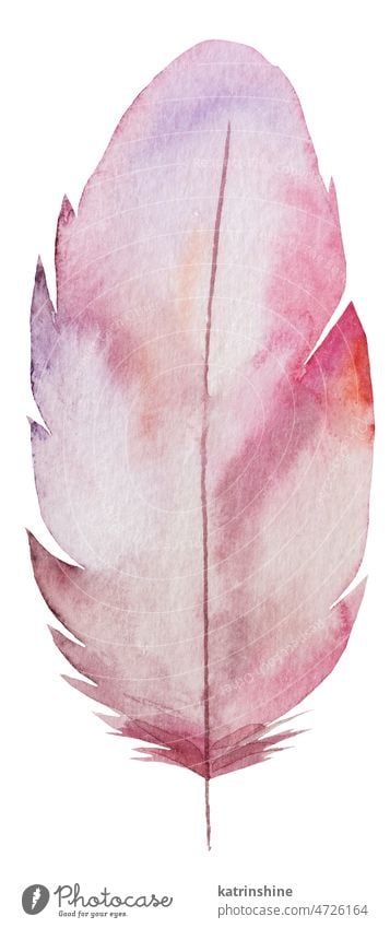 Watercolor pink feather, Bohemian element illustration isolated Decoration Element Exotic Hand drawn Isolated Summer bird bohemian boho bridal greeting hippie