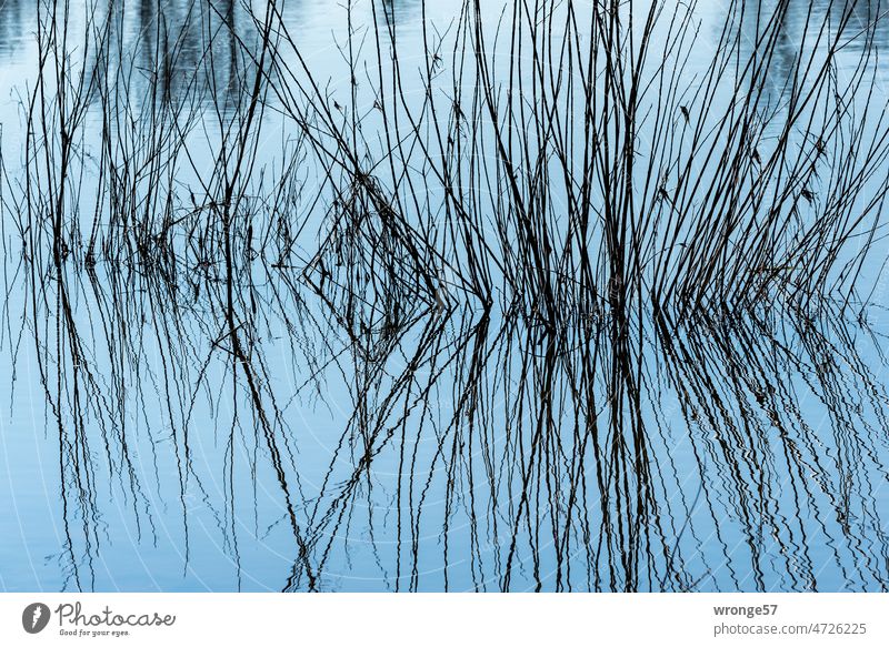 Droughty branches stick out of the water, reflect on the water surface and form abstract patterns barren branches Surface of water Reflection in the water