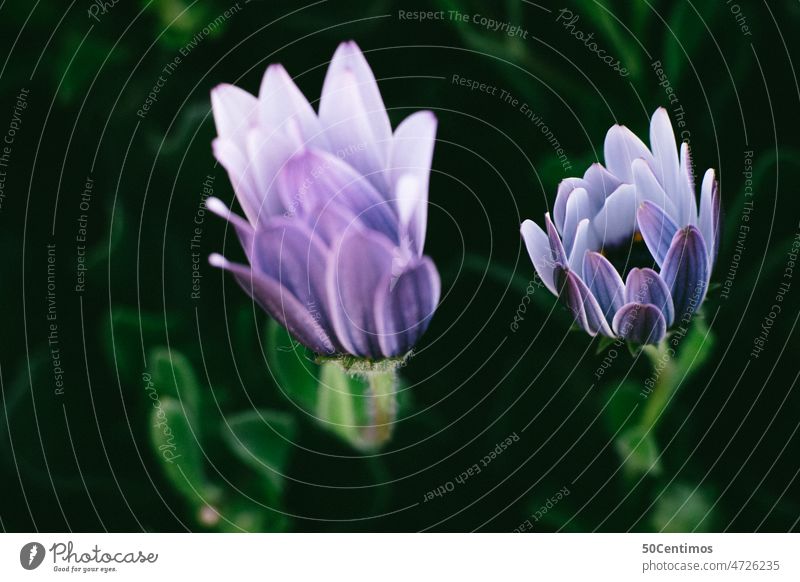 Purple flower in greenery Violet Green green background Flower Plant Blossom Nature Spring Neutral Background Shallow depth of field Macro (Extreme close-up)