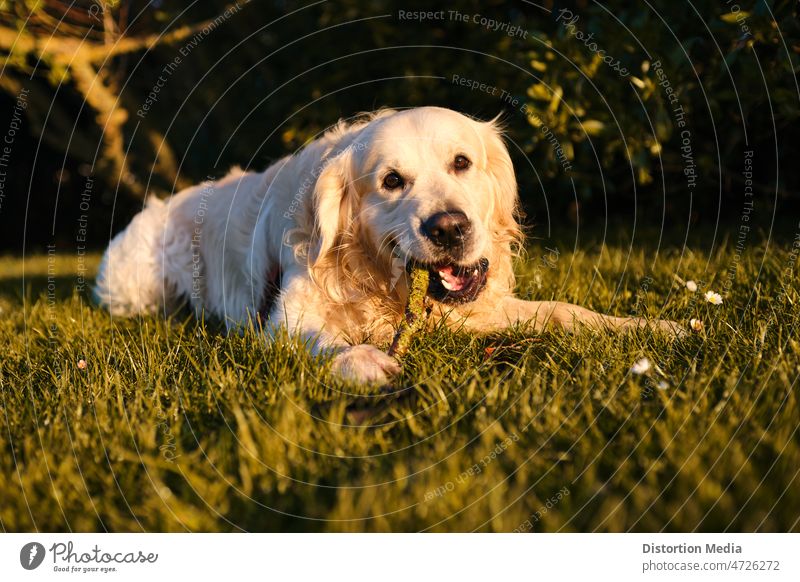 Funny golden retriever biting and playing with a stick in a green field - a  Royalty Free Stock Photo from Photocase