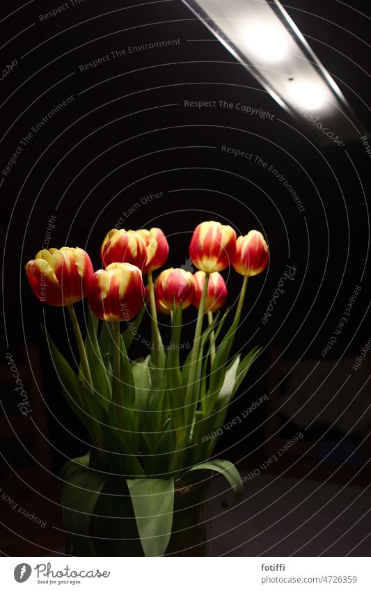 Tulip flowers under lamp Flower Bouquet Easter Green Plant lit luminescent Red Yellow pretty