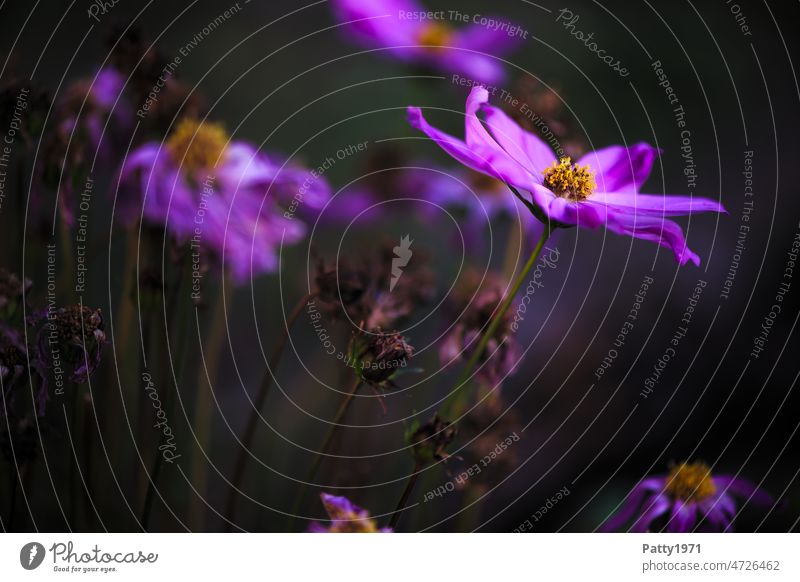 Purple flowers strive to the light Flower Faded Light Plant Nature Blossoming Exterior shot Growth Garden atmospheric Shallow depth of field Autumn Transience
