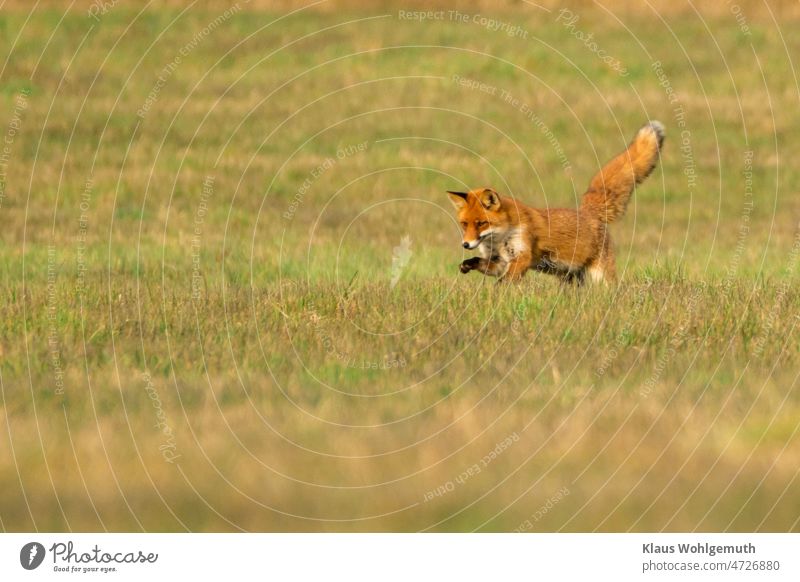 In the evening light of a March day, this red fox is hunting for a mouse. Fox fox fur Hunting Red fox Fuse predator carnivore Reinicke Animal Nature