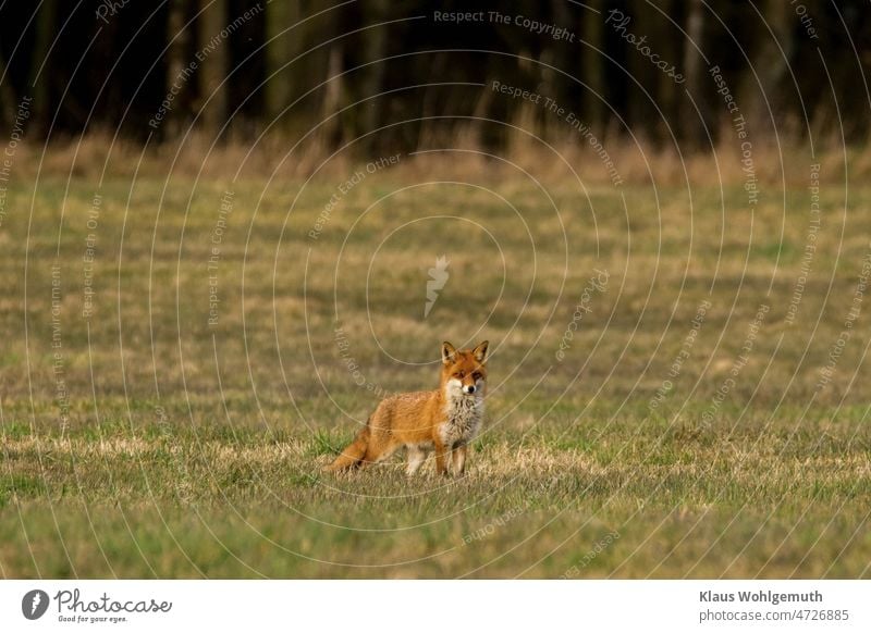 Red fox squinting on a meadow in the low evening sun Fox Pelt wink Meadow Grass Glade Hunting Exterior shot daylight Wild animal Colour photo Deserted