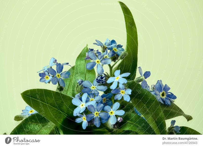 Myosotis silvatica, wood forget-me-not, flowers against light green background Forget-me-not Plant Flower blossoms Blossom Blossoming Blue Small