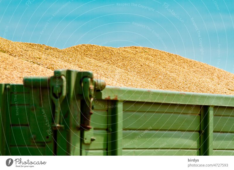 An agricultural trailer fully loaded with grain. Ukraine, the largest wheat growing area in Europe.blue - yellow Grain Wheat Grain exports Ukraine war Lacking