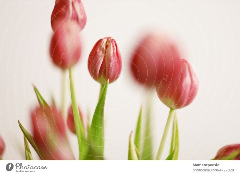 tulips Spring Spring flowering plant Flower Bouquet Blossom Tulip Plant flowers Green pretty Nature Gift Blossoming romantic Close-up Love Tulip blossom