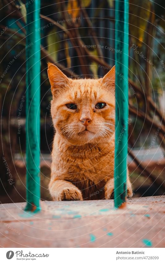 Vertical shot of an orange street cat with a slightly sad face, standing behind face bars. Its nose dirty from searching for food on the street sweet vertical