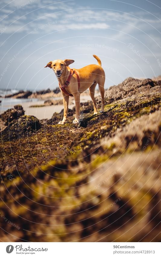 Dog on the beach Deserted Walk the dog Animal portrait Exterior shot Pet Free leash Beach Summer vacation Vacation & Travel Ocean Waves Peru Beautiful weather