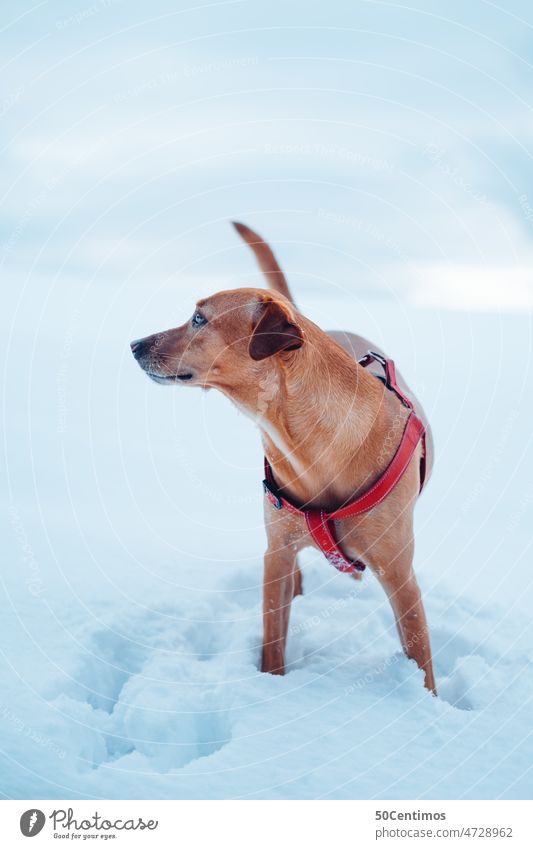 Dog in the snow Snow Winter leash Free Animal Pet Exterior shot Animal portrait Walk the dog Deserted Day Colour photo White see