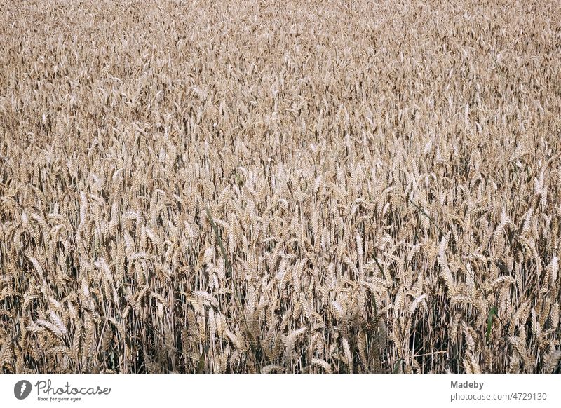 Wide grain field in natural colors in summer in Oerlinghausen near Bielefeld at Teutoburg Forest in East Westphalia-Lippe sweet grasses triticum Poaceae food