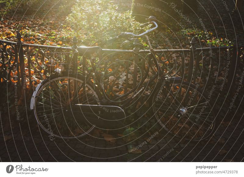 old bicycle in sunlight Bicycle Old Retro Exterior shot Fence iron fence Colour photo Brown Sunlight Sunlight Sun Subdued colour Shadow Metal Light Deserted