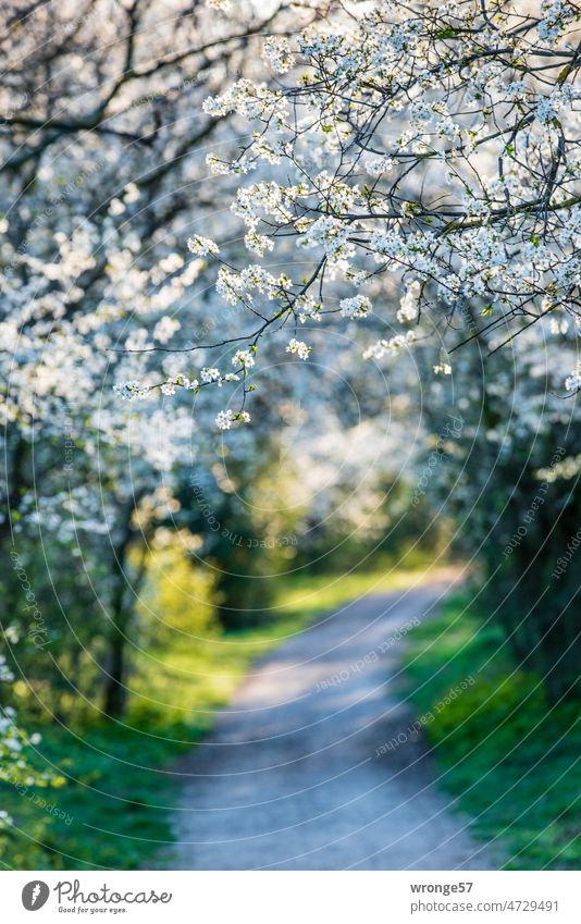 Easter walk under blooming mirabelle plum blossoms Spring Blossom fruit tree blossom Mirabelle Blossom off Nature Green Exterior shot Day Colour photo
