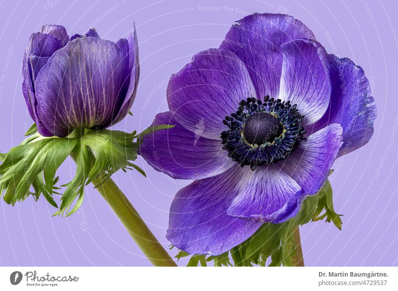 Anenone coronaria, blue variety; completely pungent (pungency compositing). anemone Blue Blossom bud Blossoming Garden anemone Flower cut flower