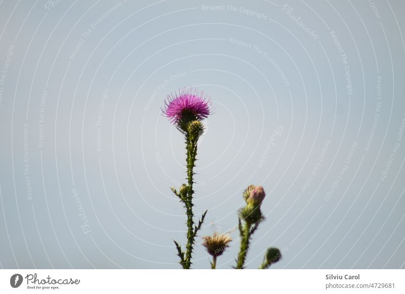 Spiny plumeless thistle flower closeup view with blue sky on background macro botany purple bur prickly wild summer bud thorny field beauty garden grass space
