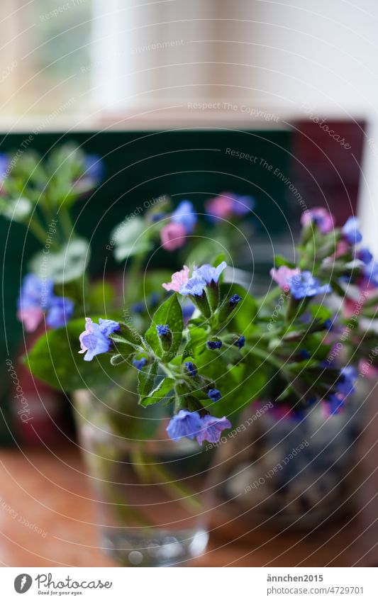 A small bunch of lungwort Pulmonaria obscura Plant herbs herbaceous Fresh Herbs and spices Healthy Leaf Colour photo Spring Easter Blossom variegated Nature