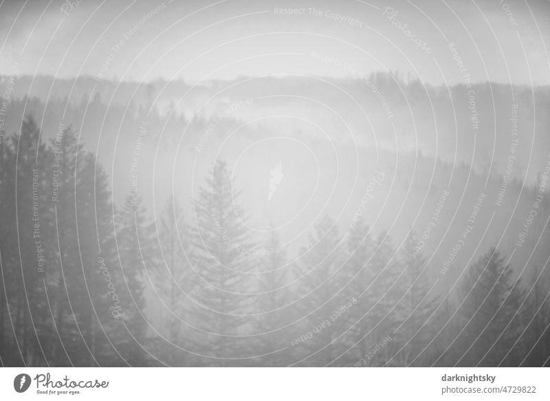 Mysterious looking fog in area with forest and limited distant view and at winter time of year Weather country Fog Landscape Nature Tree Environment