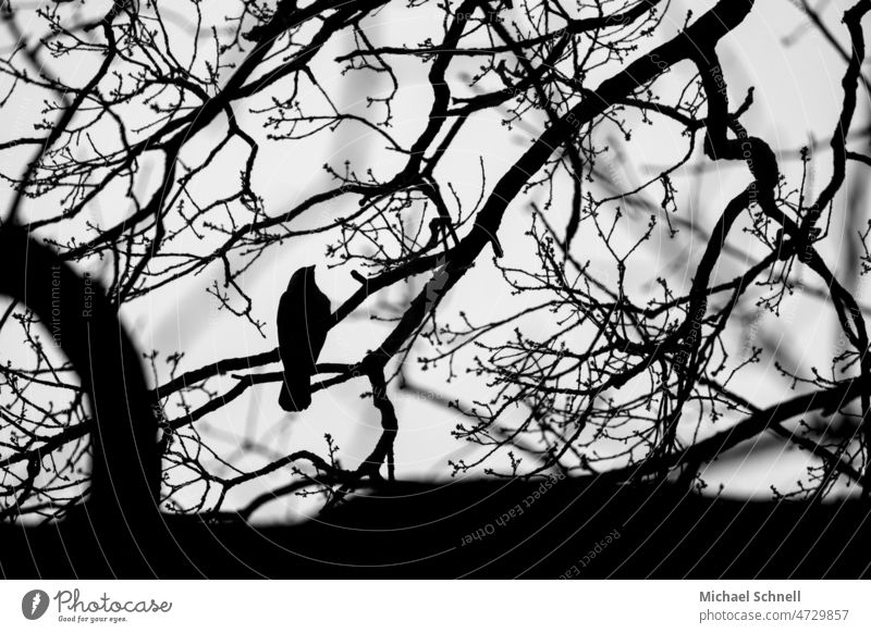 Crow in branch branches Bird Raven birds Black Animal Tree Branches and twigs Black & white photo black-and-white Twigs and branches