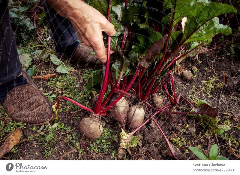 Hands of an elderly woman harvesting beetroot in the vegetable garden fall beets hands agriculture farm food green nature organic soil vegetarian farmer farming