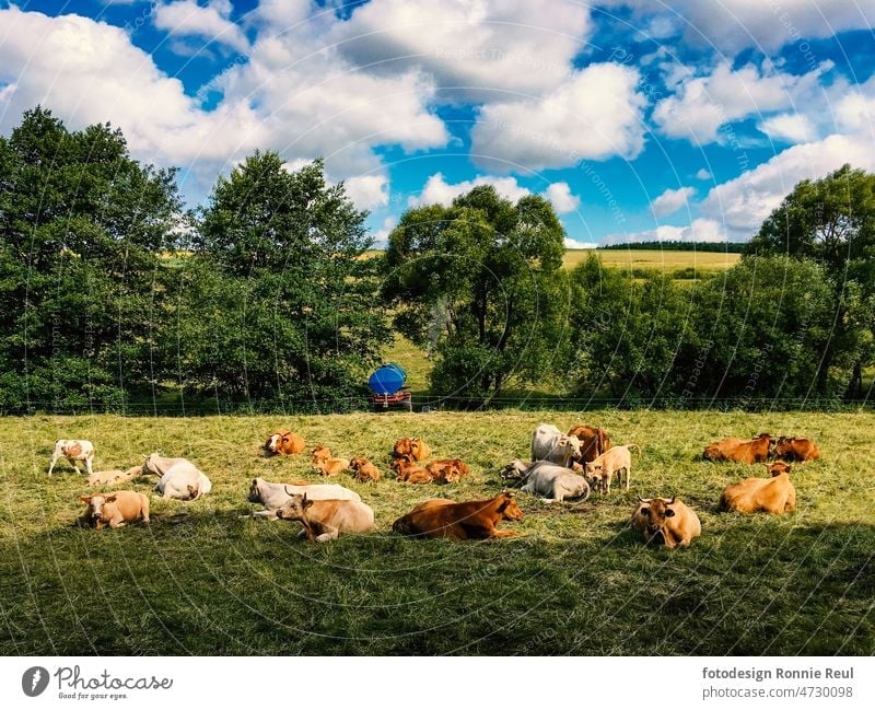 Herd of cattle on lush green pasture with serene summer sky cows grazing livestock Willow tree Grass Agriculture Cow Nature Farm animal Group of animals