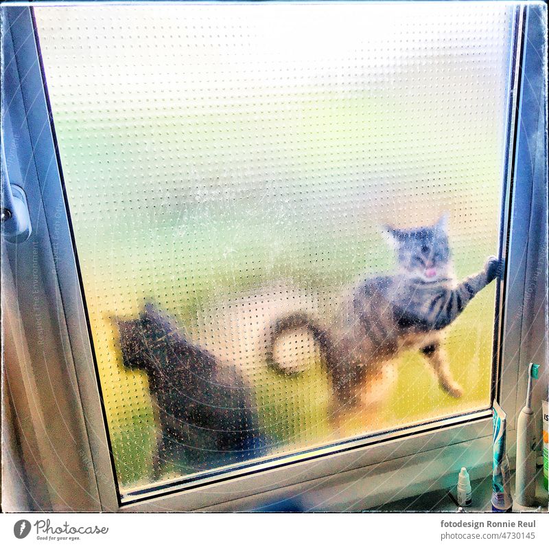 Two young cats desire entrance at the window to the bathroom cat couple Pet Roommate Cute brash Interior shot Bathroom Window textured glass fur nose