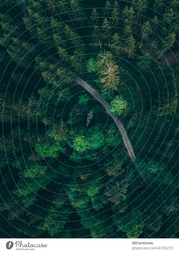 Way in the forest Forest drone Exterior shot Nature Deserted Colour photo Landscape Environment Day Tree Peaceful Plant Relaxation UAV view Downward Green trees