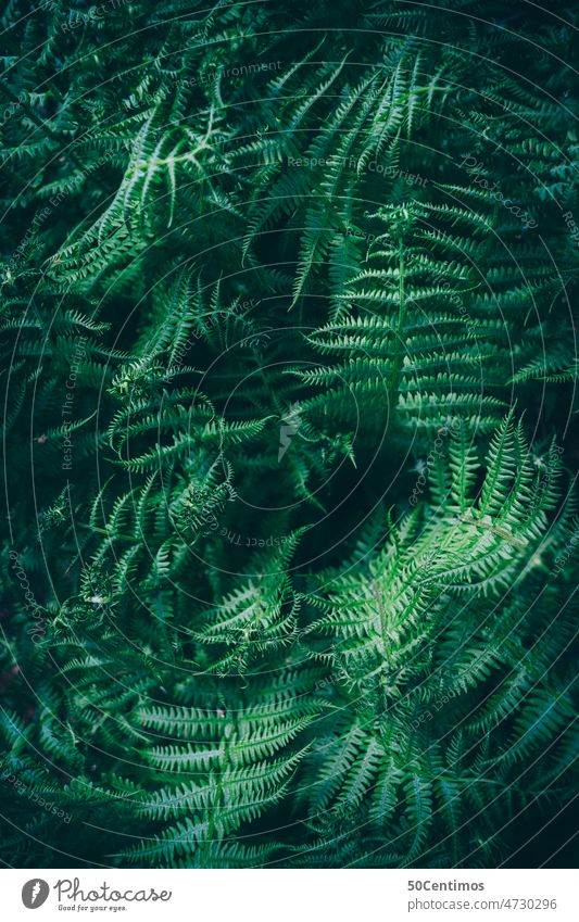 Green fern Forest Exterior shot Nature Deserted Colour photo Environment Day Peaceful Plant Downward Simple plants Detail Contrast naturally Close-up Leaf
