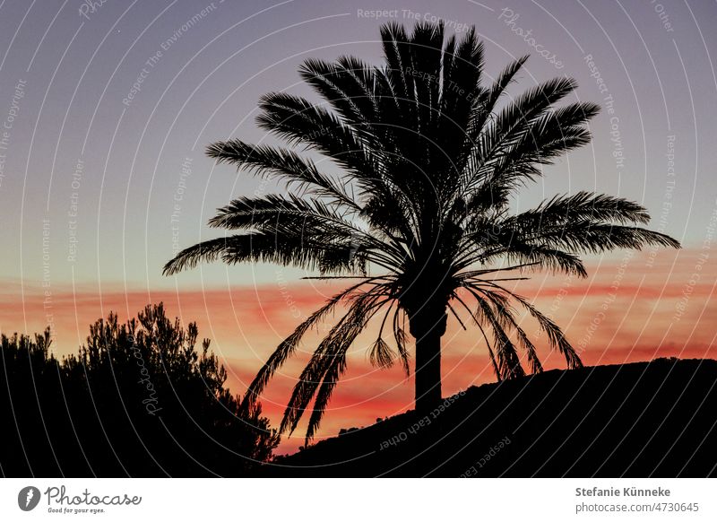 Mallorca sunset: silhouette of palm tree Majorca Sunset vacation Vacation & Travel Spain tranquillity background Landscape Nature Outdoors travel holiday