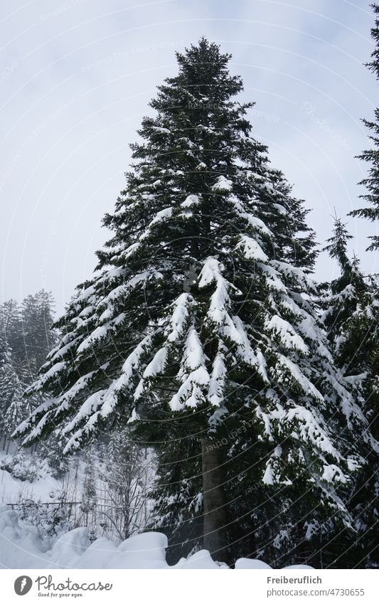 Conifer in winter Coniferous trees Fir tree Spruce Snow Winter Towering Dark green