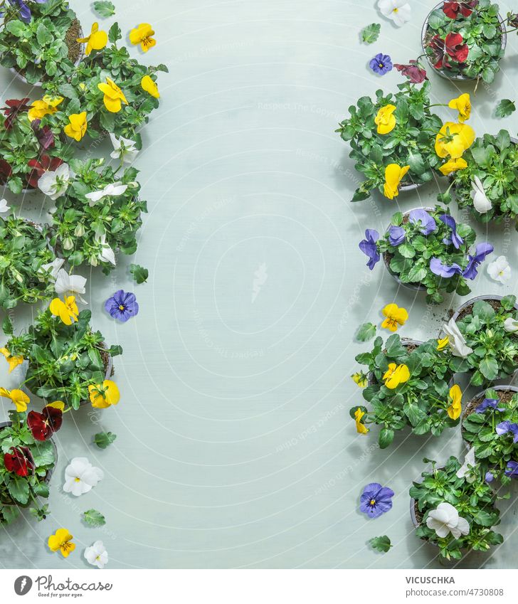 Summer flowers frame with colorful blooming potted pansies at pale blue background. summer gardening concept top view copy space green beautiful blossom floral