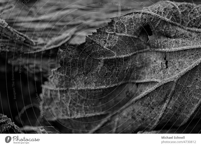 frozen foliage leaves Autumn Autumnal Autumn leaves Autumnal colours Leaf Transience Early fall Autumnal weather Frozen icily Cold Ice black-white