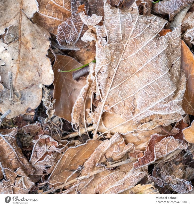 frozen foliage leaves Autumn Autumnal Autumn leaves Autumnal colours Leaf Transience Early fall Autumnal weather Frozen icily Cold Ice