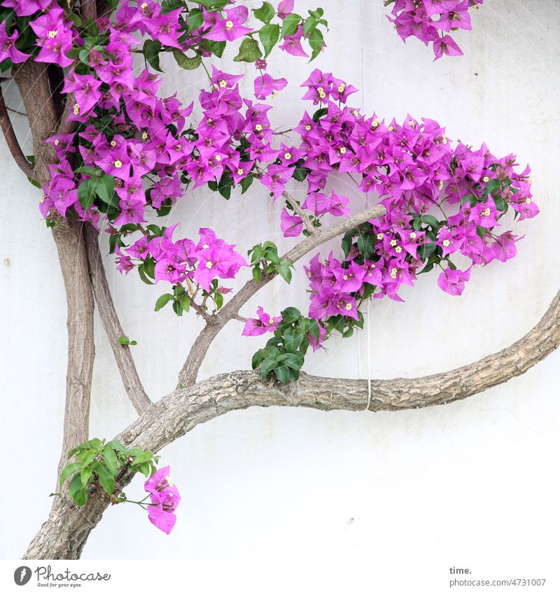 Time of flowering Tree Blossom fixed house wall Wall (building) colored petals variegated Twig Branch Old Violet pink Growth prop Band