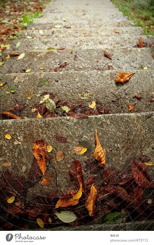 first autumn stage Environment Nature Autumn Wind Gale Garden Park Stairs To fall To dry up Sadness Transience Lanes & trails Leaf Autumn leaves Autumnal