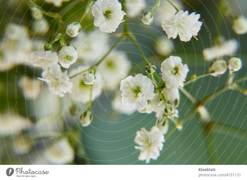Close up classic gypsophila - Rispige gypsophila Close-up Baby's-breath gypsum herb Blossom White Flower Central view Spring Bouquet Decoration Mother's Day