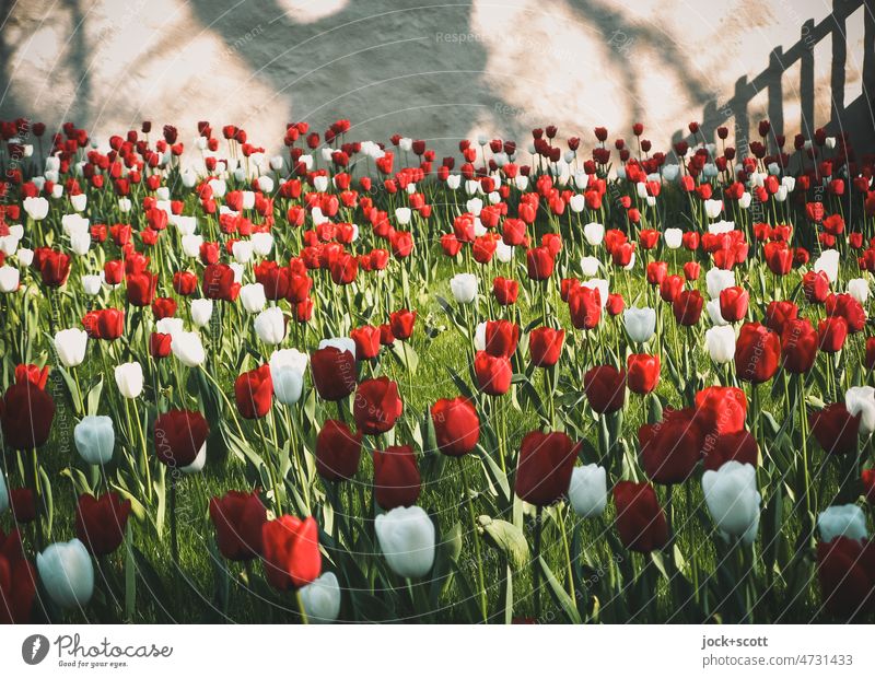 Tulips in the monastery garden Garden tulips Spring Tulip field Monastery garden Wall (barrier) Many Blossoming Spring fever Romance Relaxation Environment