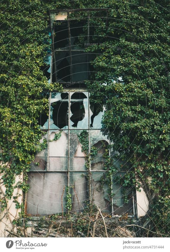Ivy grows on the facade into the open window Facade Growth Wall (building) Green Overgrown Creeper Nature Window become overgrown window grilles lost places