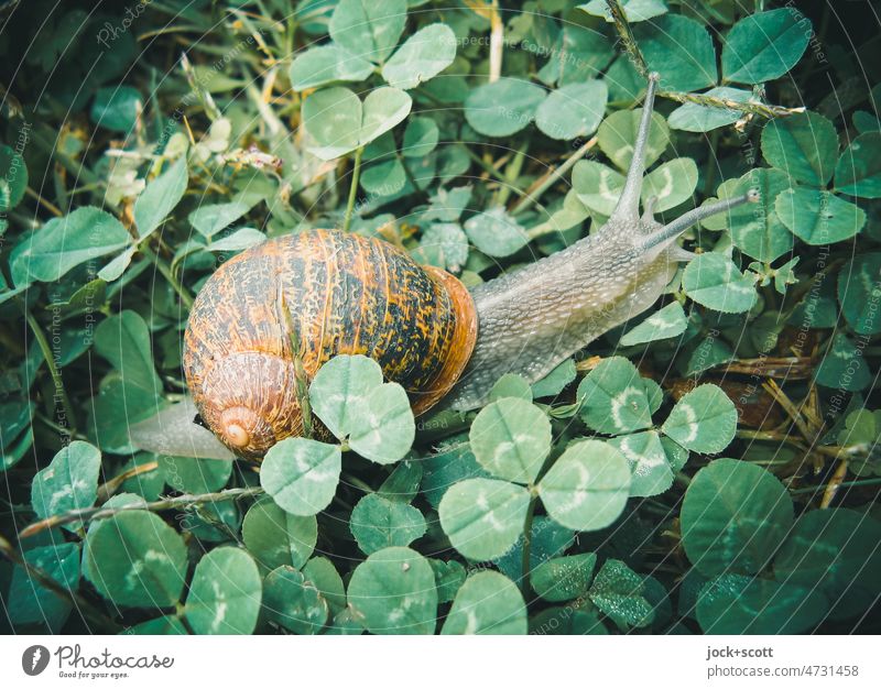 The way is the goal at a snail's pace Crumpet Snail shell Feeler Animal Slowly Nature Protection Mollusk propel slowly Animal portrait creep Green Fresh Near
