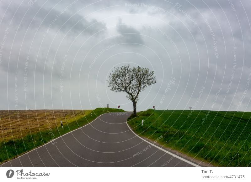 A country road. On the right a green field and on the left a yellow one. In the middle a leafless tree in the cloudy spring. Uckermark Spring Country road