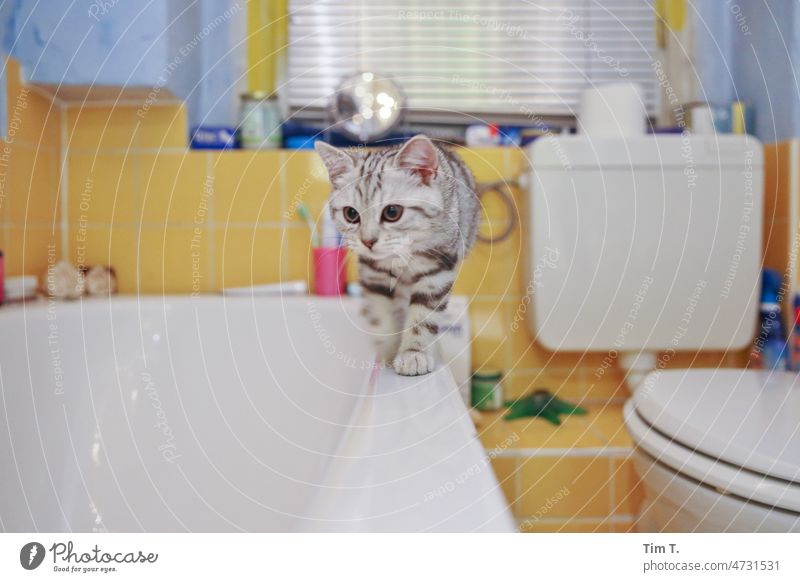 a small cat on the edge of the bathtub Cat tabby putty Bathroom Pelt Domestic cat Colour photo Whisker Pet Animal mackerelled mietzi Eyes Nose